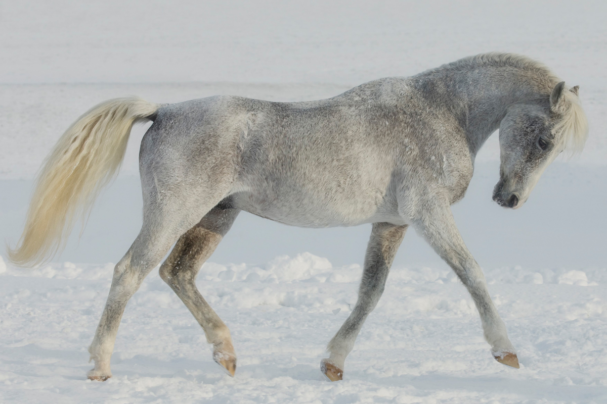 Sharif (Durchlaucht x Siglavy Bagdady-12) 1984 - 2017, Foto: Jenö Gösi, Luzern