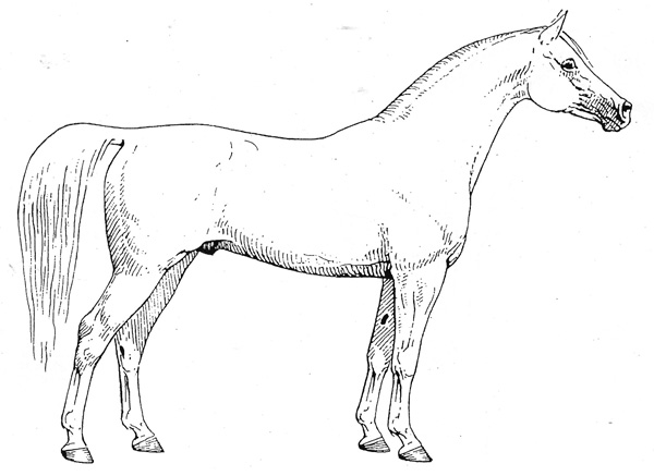 Der Shagya-Araber